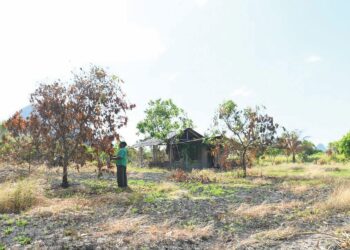 LEBIH 30 peratus daripada 1,750 hektar kawasan tanaman harumanis di Perlis terbiar lantaran generasi muda kurang berminat mengusahakannya tanaman itu.