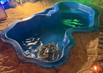 PENYU diletakkan di dalam kolam sempit di Pesta Pelita Raya di Kompleks Sukan Negeri Terengganu, Kuala Nerus, yang tular dalam media sosial dan mendapat aduan daripada pertubuhan bukan kerajaan (NGO) - MEDIA SOSIAL