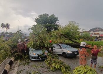 KEJADIAN pokok tumbang menyebabkan tiga kenderaan rosak di Taman Bersatu, Simpang Pulai, Ipoh hari ini.