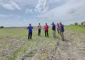 PESAWAH menunjukkan keadaan sawah mereka yang kering disebabkan musim kemarau di Bota Kiri dekat Parit, Perak. - UTUSAN/AIN SAFRE BIDIN
