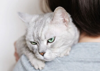 antara tanda haiwan stres adalah kemurungan.