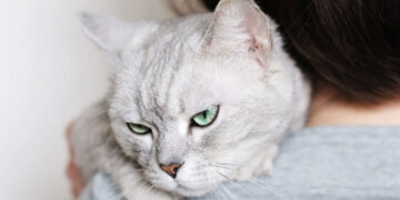 antara tanda haiwan stres adalah kemurungan.