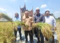 TUAN Mohd. Saripudin Tuan Ismail (dua, kiri) menunjukkan hasil padi yang diusahakan di Desa Gemalai Baruh Padi Alami di Lubok Jambu, Kota Bharu, Kelantan. - UTUSAN/MUSTAQIM MOHAMED