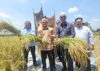 TUAN Mohd. Saripudin Tuan Ismail (dua, kiri) menunjukkan hasil padi yang diusahakan di Desa Gemalai Baruh Padi Alami di Lubok Jambu, Kota Bharu, Kelantan. - UTUSAN/MUSTAQIM MOHAMED