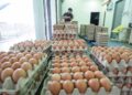 LEBIH bekalan menyebabkan harga telur dipasaran jatuh. – GAMBAR HIASAN