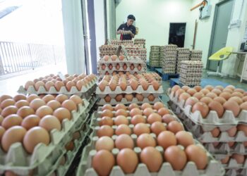 LEBIH bekalan menyebabkan harga telur dipasaran jatuh. – GAMBAR HIASAN