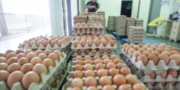 LEBIH bekalan menyebabkan harga telur dipasaran jatuh. – GAMBAR HIASAN