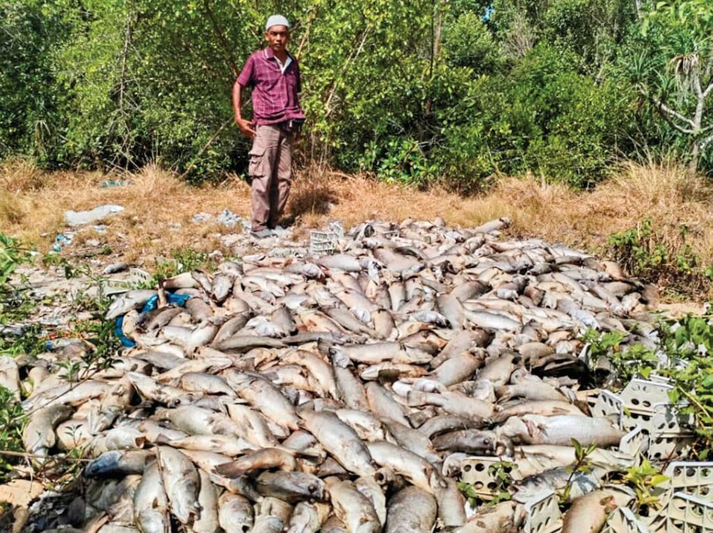 Penternak ikan sangkar rugi  besar akibat fenomena ‘air mati’