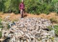 MAT Sim Omar melihat bangkai ikan yang dibawa naik ke darat dari sangkar untuk dilupuskan di Kampung Gong Batu, Besut, Terengganu. –  UTUSAN/WAN ZURATIKAH IFFAH WAN ZULKIFLI