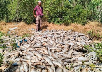 MAT Sim Omar melihat bangkai ikan yang dibawa naik ke darat dari sangkar untuk dilupuskan di Kampung Gong Batu, Besut, Terengganu. –  UTUSAN/WAN ZURATIKAH IFFAH WAN ZULKIFLI
