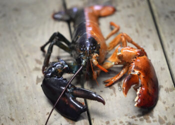UDANG kara dengan warna luar biasa sering ditemukan di jeti-jeti New England sepanjang musim bunga dan panas, namun spesimen dua warna sangat jarang dijumpai.- AGENSI