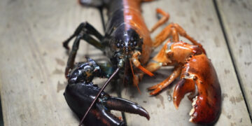 UDANG kara dengan warna luar biasa sering ditemukan di jeti-jeti New England sepanjang musim bunga dan panas, namun spesimen dua warna sangat jarang dijumpai.- AGENSI