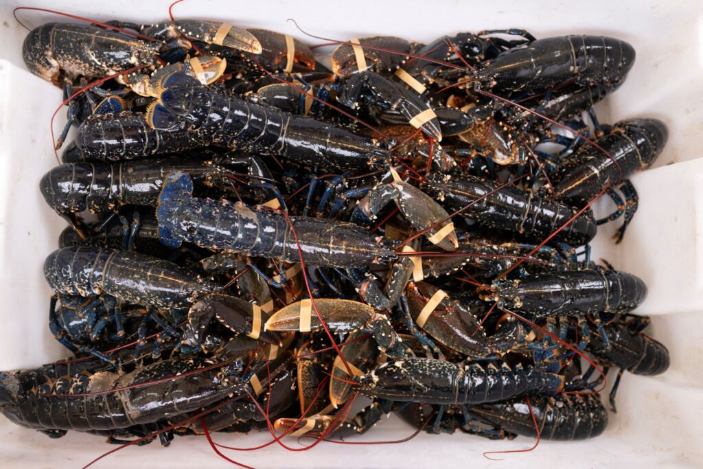 Satu tan udang kara dilarikan dari restoran popular