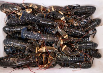 SATU tan udang kara dilarikan dari sebuah restoran. - AFP