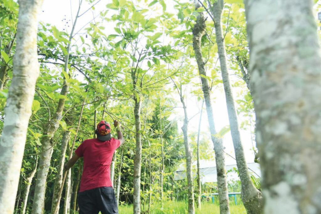 Ketum Malaysia tidak ada nilai di Thai