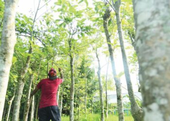 HARGA daun ketum Malaysia yang pernah mencecah sehingga RM180 sekilogram khususnya ketika tempoh Perintah Kawalan Pergerakan (PKP) di Thailand sebelum ini menjunam sehingga RM15 sekilogram. 
– UTUSAN/IZLIZAN OTHMAN