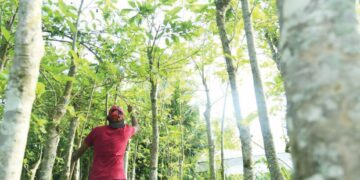 HARGA daun ketum Malaysia yang pernah mencecah sehingga RM180 sekilogram khususnya ketika tempoh Perintah Kawalan Pergerakan (PKP) di Thailand sebelum ini menjunam sehingga RM15 sekilogram. 
– UTUSAN/IZLIZAN OTHMAN