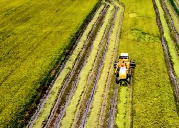 KOS menuai padi yang masih tinggi sekitar RM250 untuk keluasan 0.4 hektar membebankan golongan pesawah di Rompin, Pahang. – UTUSAN/SHAIKH AHMAD RAZIF