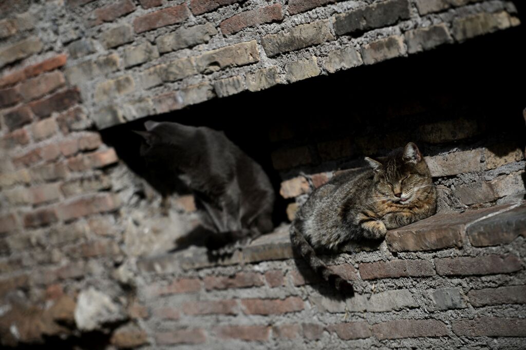 Imigran ditahan cuba masak daging kucing di taman permainan