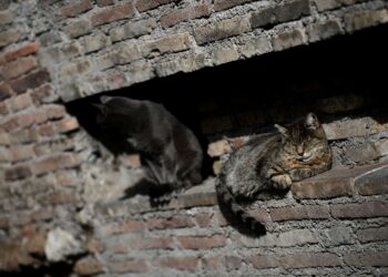 SEORANG imigran ditahan selepas cuba memasak daging kucing di Itali. - AFP