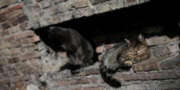 SEORANG imigran ditahan selepas cuba memasak daging kucing di Itali. - AFP