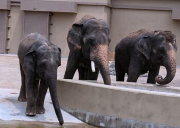 PIHAK Zoo Taiping & Night Safari digesa segera membawa pulang tiga ekor gajah Malaysia, Dara, Amoi dan Kelat (DAK) yang kini ditempatkan di Tennoji Zoo, Osaka, Jepun.