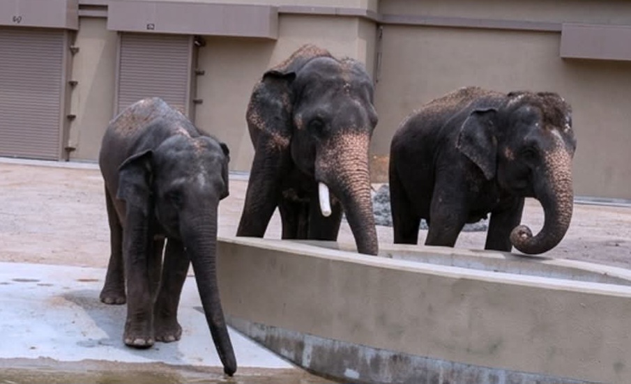 Zoo Taiping digesa bawa pulang DAK kembali ke Malaysia – Wan Rosdy