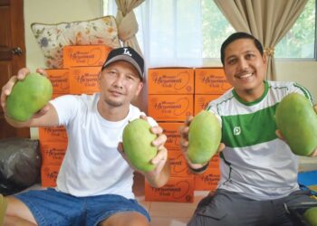 AZMIZI Azmi (kiri) bersama Mohammad Abdul Hamid (kanan) menunjukkan buah Harumanis yang dikutip di kebun mereka di Sungai Batu Pahat, Kangar, Perlis. – UTUSAN/ASYRAF MUHAMMAD