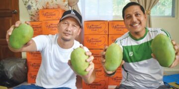 AZMIZI Azmi (kiri) bersama Mohammad Abdul Hamid (kanan) menunjukkan buah Harumanis yang dikutip di kebun mereka di Sungai Batu Pahat, Kangar, Perlis. – UTUSAN/ASYRAF MUHAMMAD