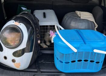 SEBAHAGIAN kucing peliharaannya yang sempat diselamatkan. - IHSAN SHARIFAH SAADAH