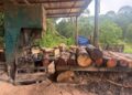 SEBAHAGIAN kayu yang dirampas PGA dalam serbuan di sebuah kilang di Chuchoh Puteri, Kuala Krai, Kelantan semalam.