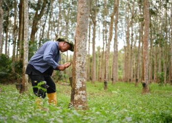 Kadar bantuan tanam semula getah dinaikkan, beri manfaat 33,000 pekebun kecil