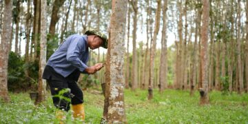 Kadar bantuan tanam semula getah dinaikkan, beri manfaat 33,000 pekebun kecil