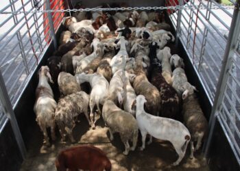 SEBAHAGIAN biri-biri dan kambing yang dirampas JPV Perak selepas menahan sebuah lori di Kilometer 323.9, Lebuh Raya Utara-Selatan arah selatan berhampiran Tapah semalam.