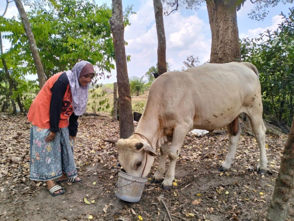 Kemarau: Penternak lembu kurang bekalan makanan