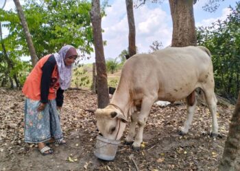 ROSNANI Ibrahim terpaksa memberi makan lebih banyak dedak kepada lembunya apabila rumput kering akibat kemarau di Kampung Serongga Pasir Mas, Kelantan. - UTUSAN/ROHANA ISMAIL