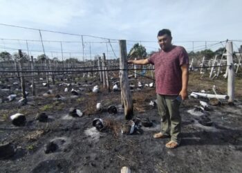 WAN Mohd. Nazmi Wan Mohd. Najib menunjukkan polibeg untuk penanaman cili baharu musnah dalam kebakaran di kebunnya di Gong Machang dekat Kampung Beting Lintang, Besut, Terengganu. – UTUSAN/WAN ZURATIKAH IFFAH WAN ZULKIFLI