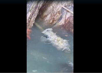 Mayat dibungkus kanvas