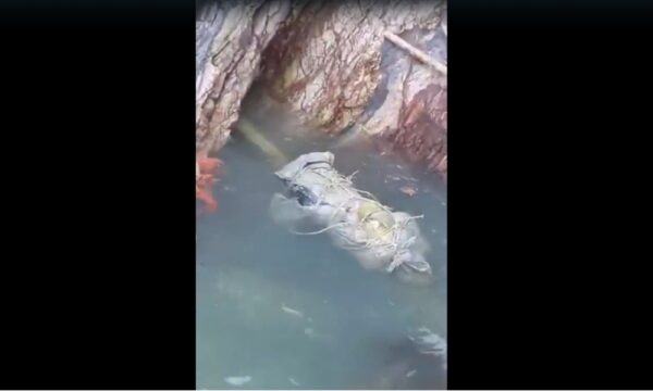 Mayat dibungkus kanvas