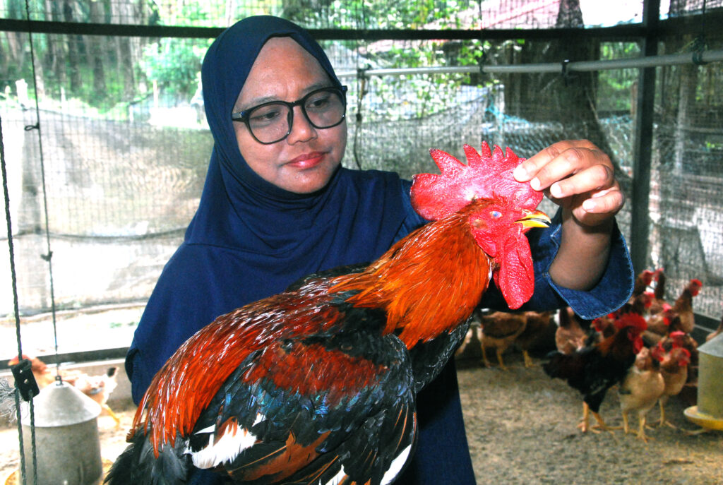 Suhaiti bermula dari reban kecil belakang rumah