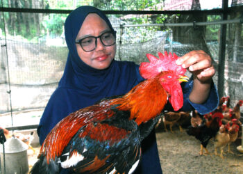 Suhaiti Ariffin menunjukkan ayam kampung saga yang diternaknya ­
di Kampung Gadek, Alor Gajah, Melaka. – UTUSAN/AMRAN MULUP
