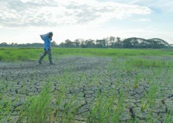 KENAIKAN harga diesel yang kini mencecah RM6.02 seliter memberi kesan cukup besar kepada pesawah yang dijangka berdepan peningkatan kos operasi terutama upah jentera sehingga 50 peratus.