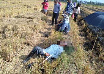 SEORANG petani ditemukan meninggal dunia dalam keadaan terbaring di tengah sawah sekitar Kampung Banat, Arau, Perlis, hari ini.