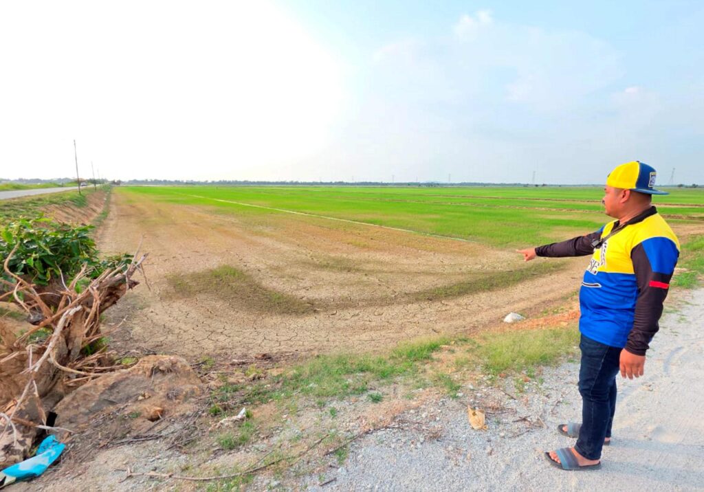 100 hari tiada air, 100 pesawah terjejas cuaca panas