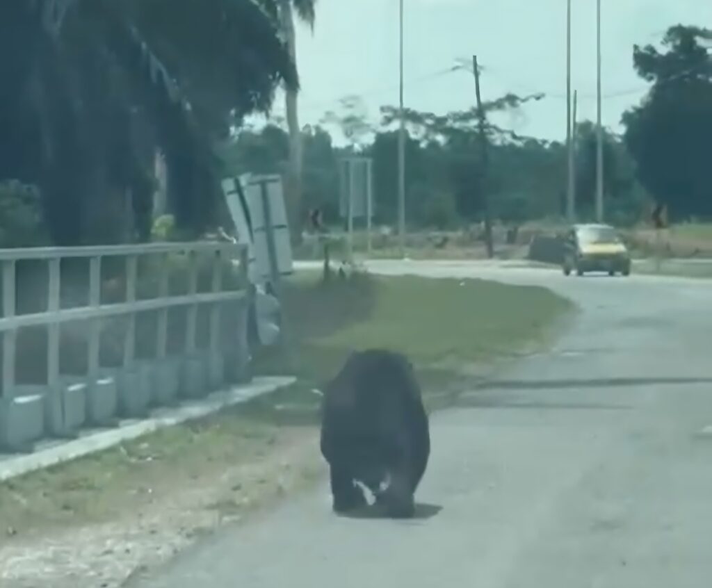 Beruang liar muncul di sekolah rendah Felda Jengka 24, Jerantut