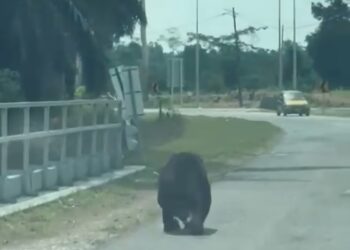 TANGKAP layar seekor beruang di atas jalan raya di Felda Jengka 24 di Jerantut, Pahang.