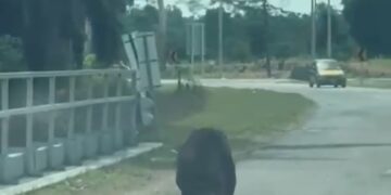 TANGKAP layar seekor beruang di atas jalan raya di Felda Jengka 24 di Jerantut, Pahang.