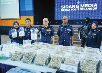 SHAZELI Kahar menunjukkan bunga ganja yang dirampas polis sebelum ia sempat dihantar ke negara di Eropah, pada sidang akhbar dekat Ibu pejabat Polis Kontinjen (IPK) Selangor, di Shah Alam, Selangor, semalam. - UTUSAN/SADDAM YUSOFF