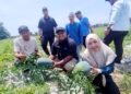 MUHAMMAD Fadlee Hassan (tengah, depan) melihat hasil tembikai di Program Tanaman Kekal Pengeluaran Makanan (TKPM) Kampung Nyatoh, Setiu, Terengganu. – UTUSAN/WAN ZURATIKAH IFFAH WAN ZULKIFLI