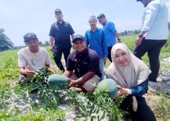 MUHAMMAD Fadlee Hassan (tengah, depan) melihat hasil tembikai di Program Tanaman Kekal Pengeluaran Makanan (TKPM) Kampung Nyatoh, Setiu, Terengganu. – UTUSAN/WAN ZURATIKAH IFFAH WAN ZULKIFLI